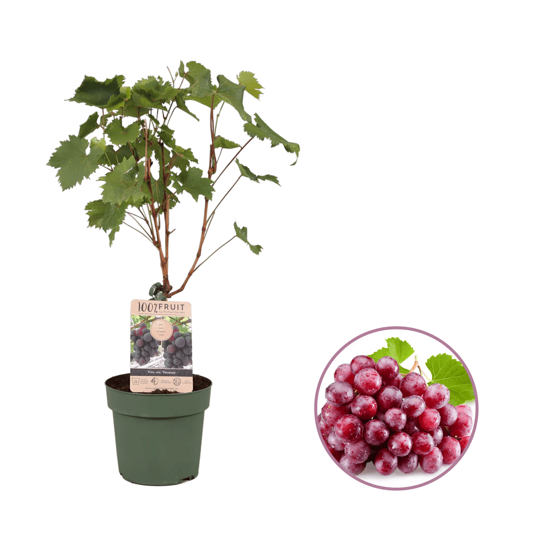 GrapeVine Gift Package - Upwey printed with logo
