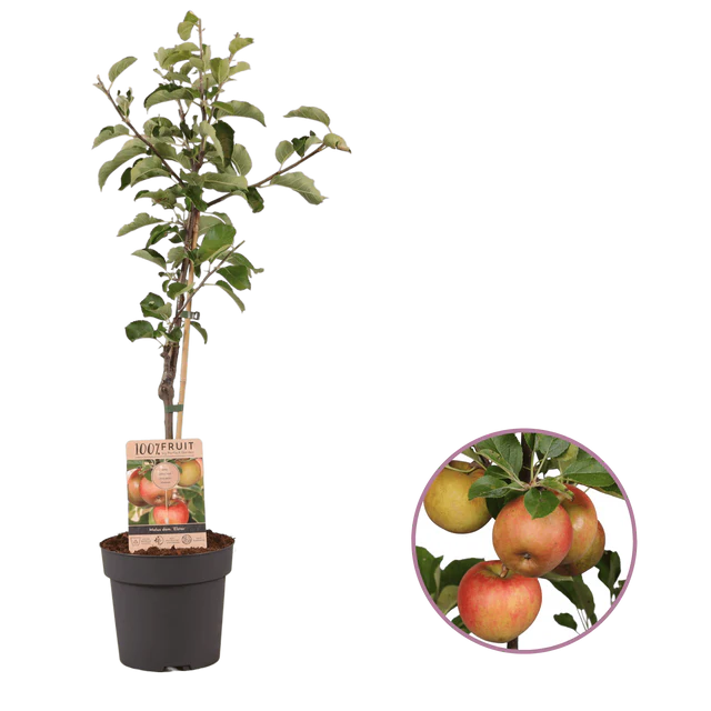 Apple Delight Tree - Upton printed with logo