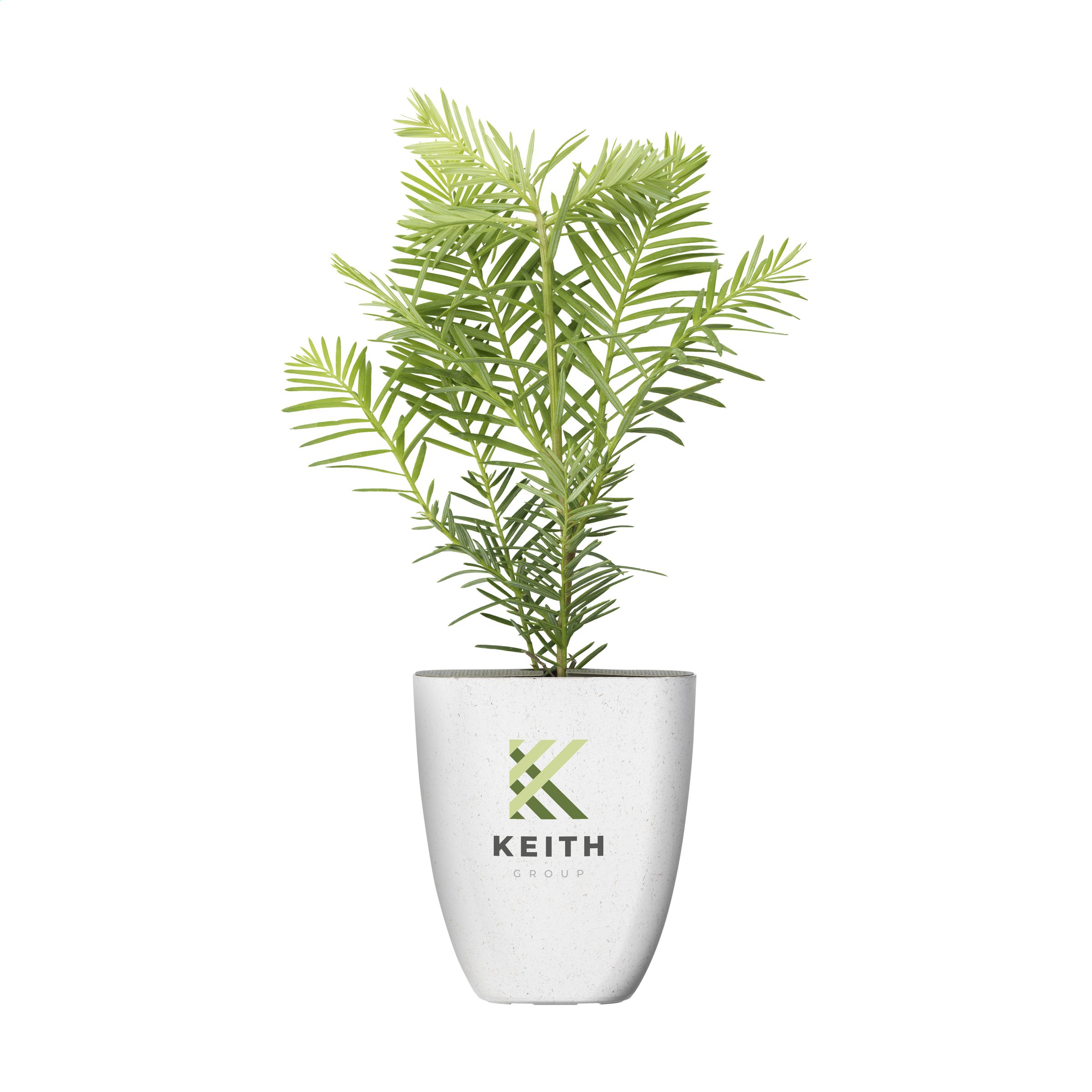 Letterbox Giant Sequoia - Paston