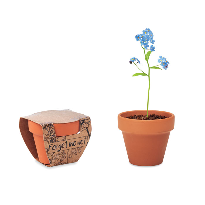 Terracotta Pot with 'Forget Me Not' Seeds and Soil Tablet - Kingston upon Thames