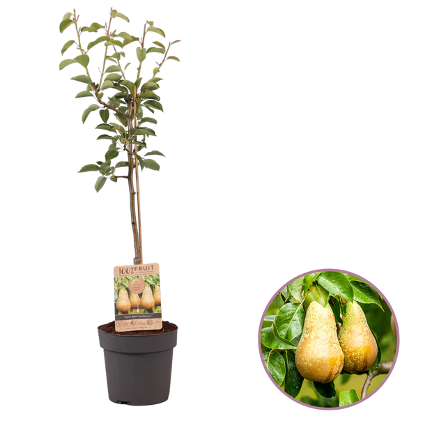 Pear Tree Gift Bundle - Preston printed with logo