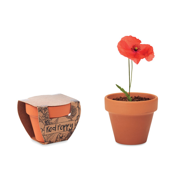 Terracotta Pot with Poppy Seeds - Inkberrow