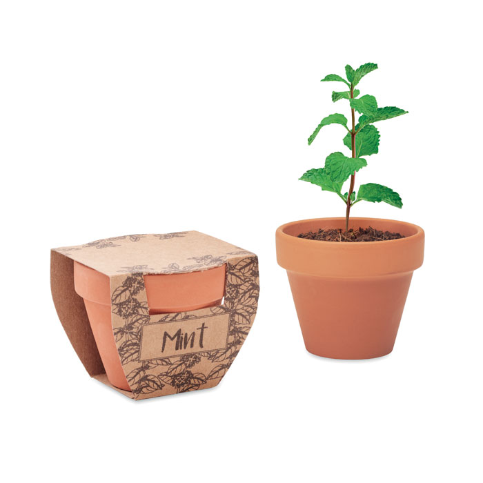 Terracotta pot with mint seeds - Farnborough