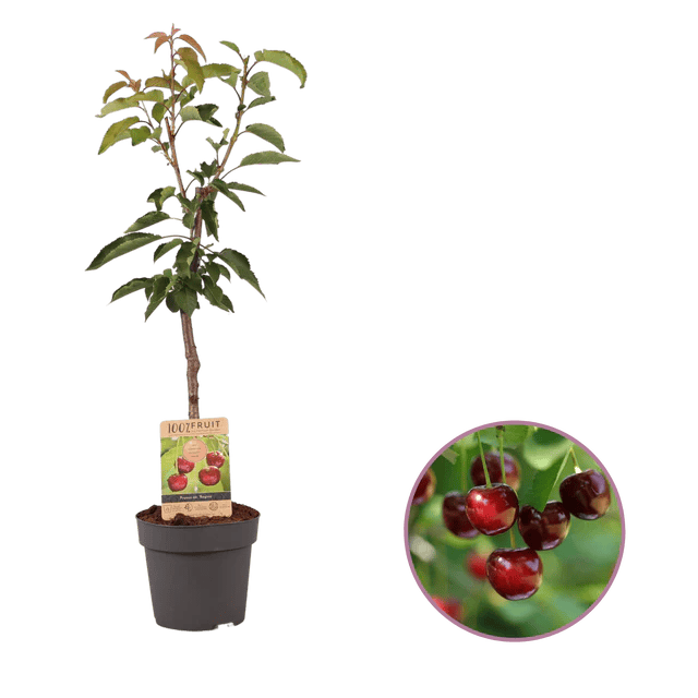 Cherry Delight - Maryport