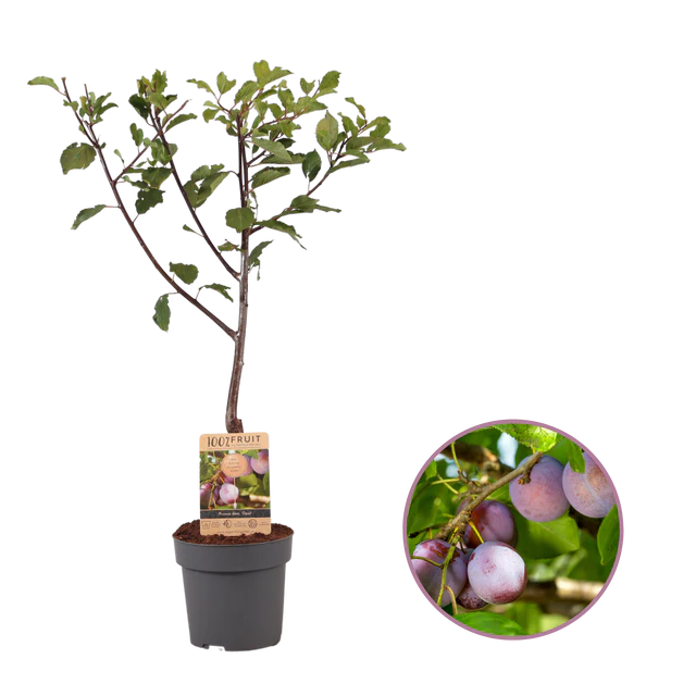 Plum Tree Delight - Haversham printed with logo
