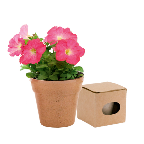 Petunia Bloom Kit - Burnage