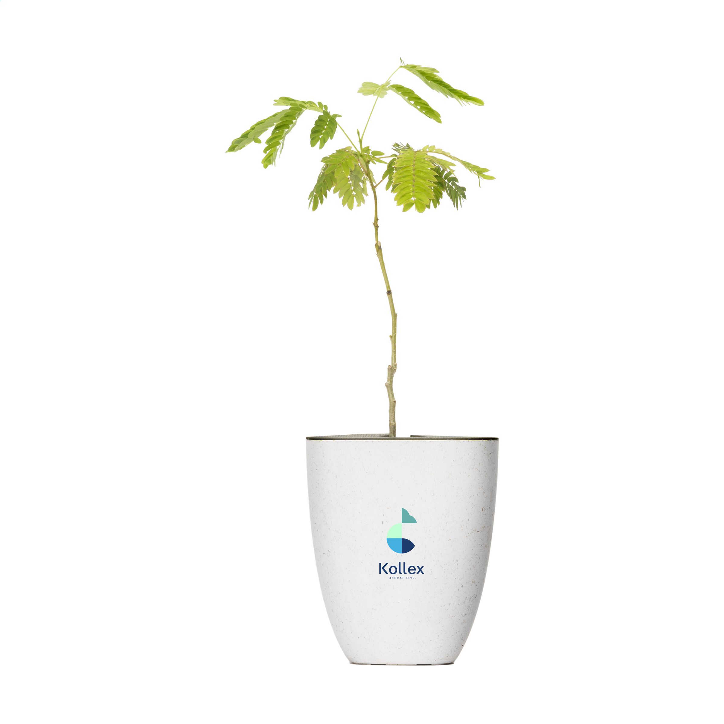 EcoSilk Letterbox Tree - Itchen Abbas