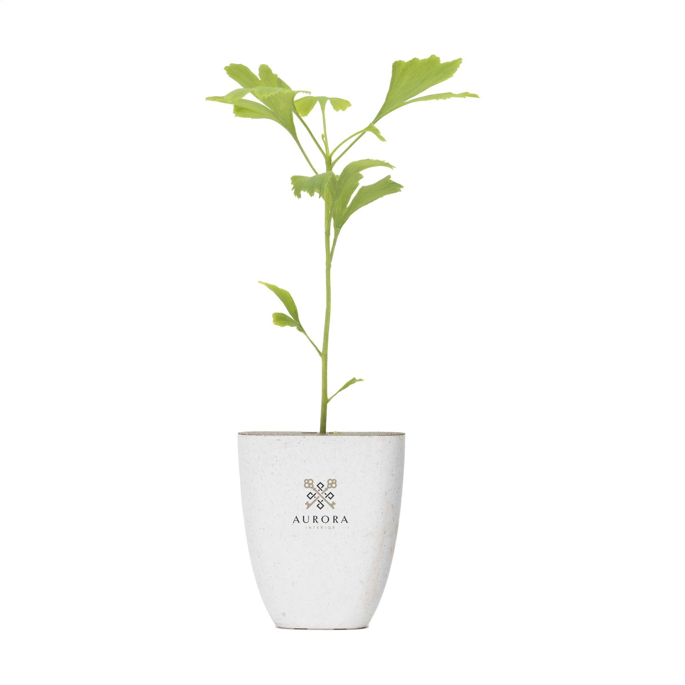 Mailbox Trees Japanese Nut - Higher Bebington