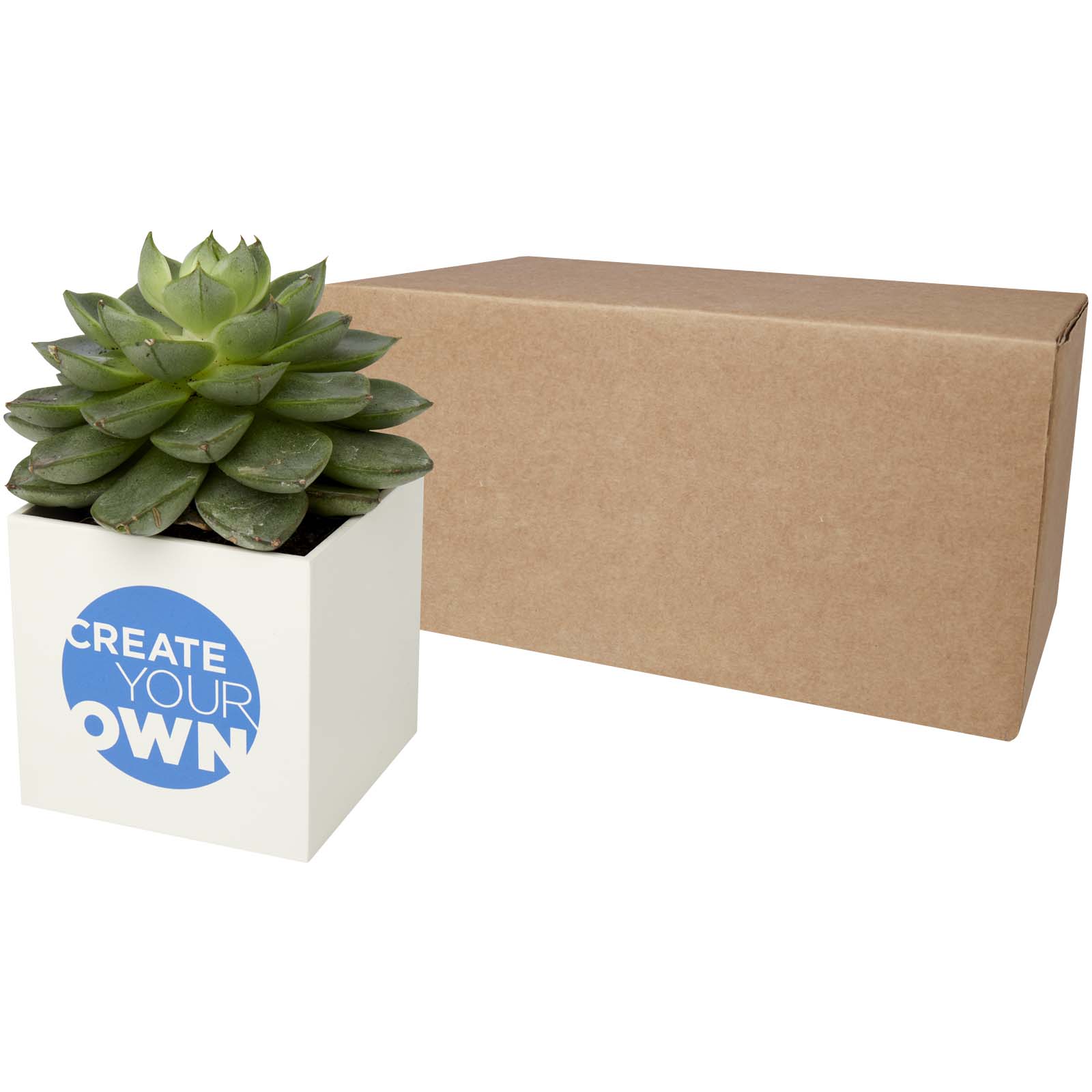 Aluminium Elegance Planter - Succulent Edition - Weston-super-Mare